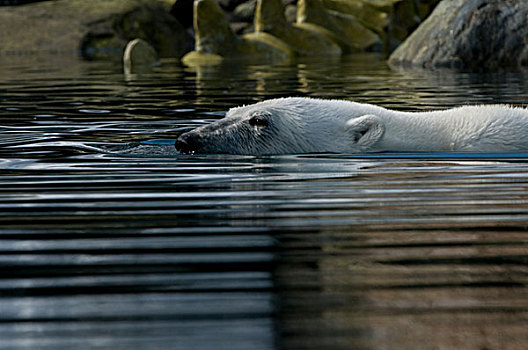 挪威,斯匹次卑尔根岛,北极熊,成年,靠近,死,鳍鲸,长须鲸,脊椎骨