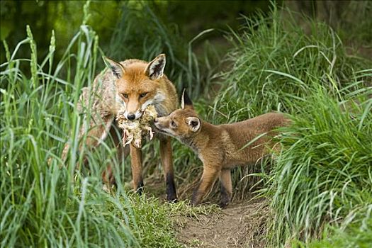 红狐,狐属,喂食,幼禽,英格兰