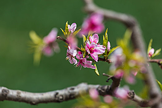 桃花开