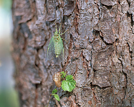 知了壳图片_知了壳图片大全_知了壳图片下载