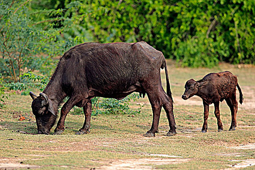 水牛,幼兽,吃,国家公园,斯里兰卡,亚洲
