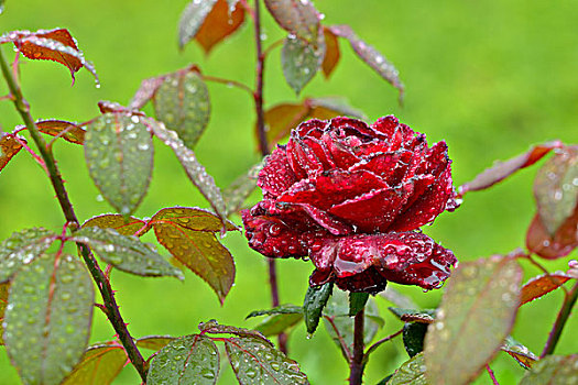 玫瑰,雨滴,意大利,欧洲