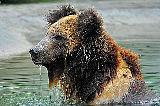 欧亚混血,棕熊,熊,水中,成都,中国