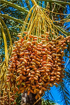 突尼斯,有机,枣,成熟,棕榈树,阳光