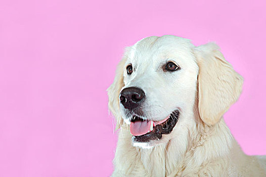 金毛猎犬,肖像,正面,粉色,墙壁
