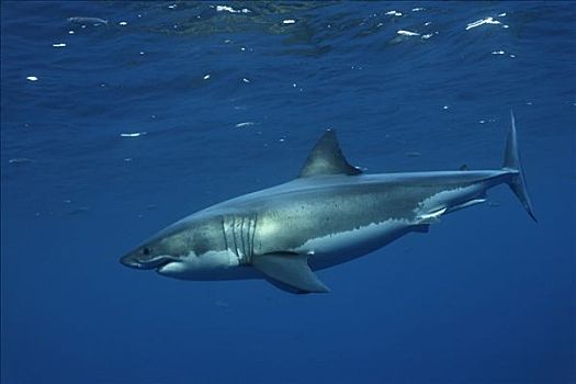 大白鲨,沙鲨属,瓜德罗普岛,墨西哥,太平洋,北美