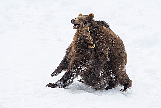 棕熊,两个,幼兽,争斗,冬天,德国