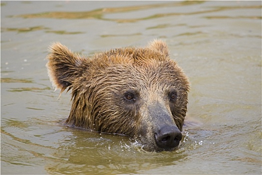 熊,游泳