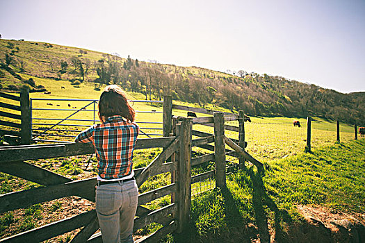 美女,站立,栅栏,牧场,牛,远景