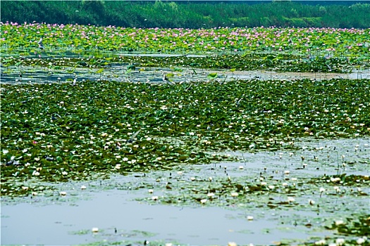 微山湖湿地公园