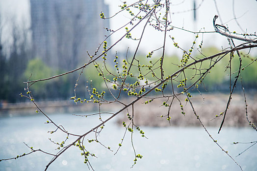 春季榆树的嫩绿叶子