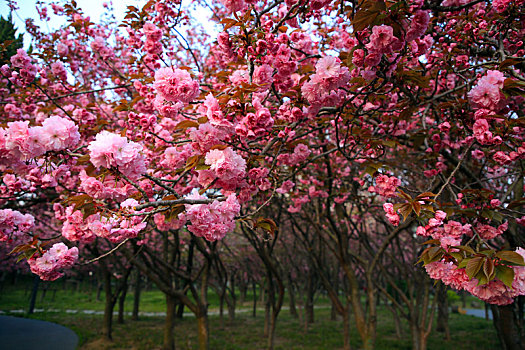 山东省日照市,浪漫樱花进入盛花期,粉色花海魅力无限成市民网红打卡地