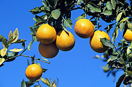 橘子,甜橙,蓝天,橘树
