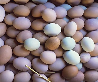 许多,蛋,不同,彩色