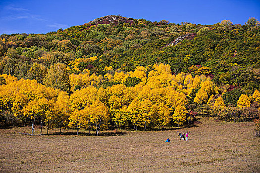 坝上草原秋季风光塞罕坝乌兰布统木兰围场风景