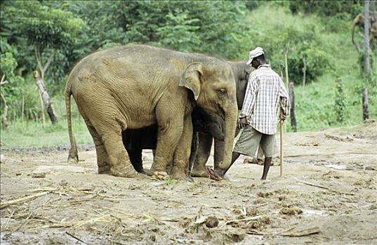 驱象者,站立,靠近,大象,斯里兰卡