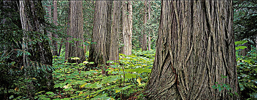 西部,铁杉,站立,大,树,罗布森山省立公园,不列颠哥伦比亚省,加拿大