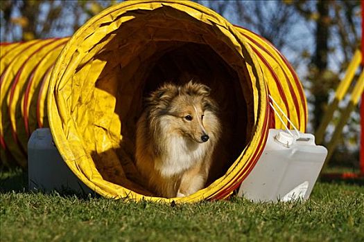 喜乐蒂犬,设得兰牧羊犬,隧道,敏捷,场地