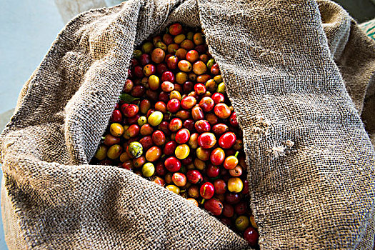 收获,咖啡,樱桃,粗麻袋,科纳海岸,夏威夷大岛,夏威夷,美国,大幅,尺寸
