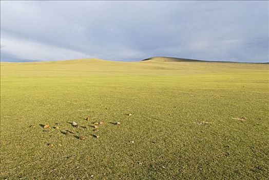 浩大,草原,蒙古,阿尔泰,亚洲