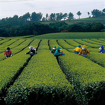 韩国济州岛茶农在采茶