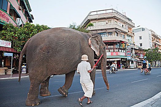 柬埔寨,金边,大象,走,主路