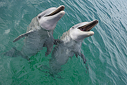 普通,宽吻海豚,加勒比海,海湾群岛,洪都拉斯