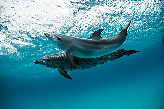 两个,大西洋细吻海豚,花斑原海豚,游动,玩,沙子,巴哈马