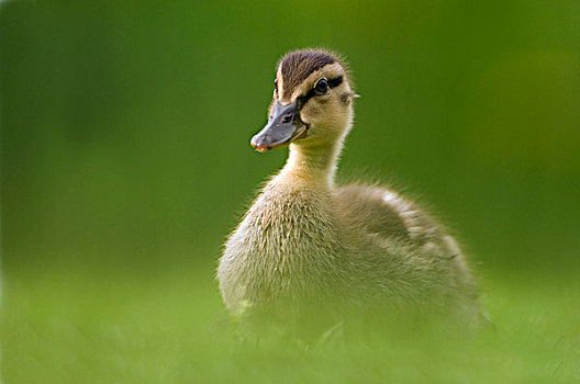 野鸭,绿头鸭,幼禽,草丛,弗里斯兰省,荷兰