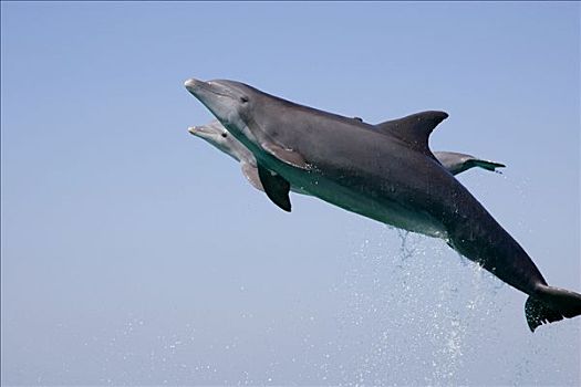 跳跃,海豚