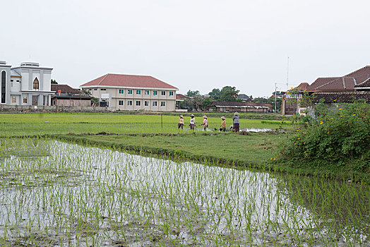 风景,稻田,中爪哇