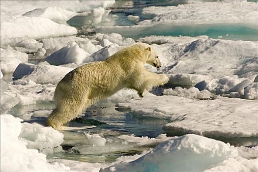 北极熊,跳跃,漂浮,冰,拉布拉多犬,看,加拿大,北美