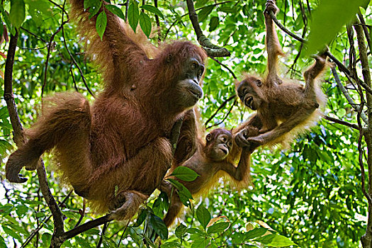 苏门答腊猩猩,母亲,一个,一半,幼仔,玩,古农列尤择国家公园,北方,苏门答腊岛,印度尼西亚