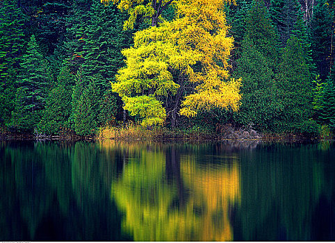 树林,反射,湖,靠近,安大略省,加拿大
