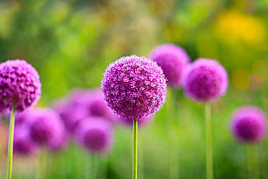 紫色,葱属植物,花,公园,曼尼托巴,加拿大