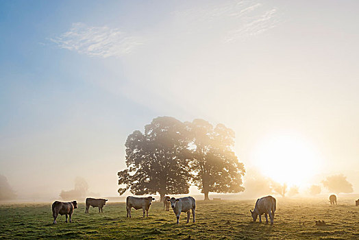 日出,上方,模糊,风景,两个,树,牧群,母牛,放牧,下面