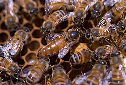 女王蜂,蜂蜜,蜜蜂