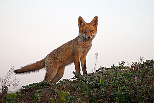 红狐,狐属,幼兽,岛屿,乌克兰,东欧