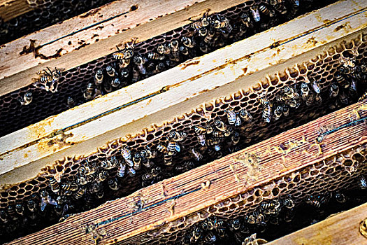 蜜蜂,工作,蜂窝