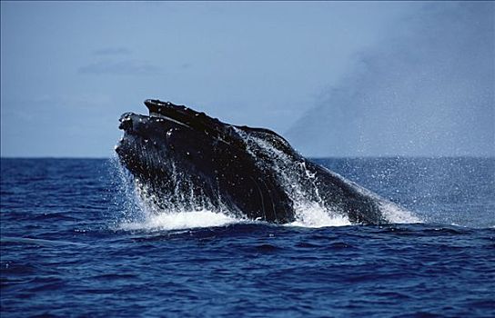 驼背鲸,大翅鲸属,鲸鱼,喷涌,夏威夷