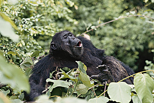 坦桑尼亚,冈贝河国家公园,雄性,黑猩猩,坐在树上,大幅,尺寸