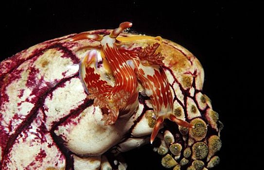 两个,海蛤蝓,多彩海牛属,印度尼西亚,瓦卡托比,潜水,胜地,苏拉威西岛,班达海,印度洋
