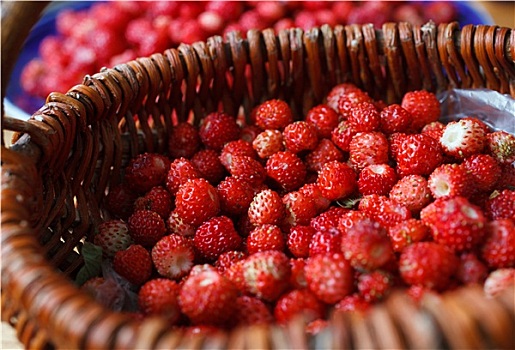 成熟,野草莓