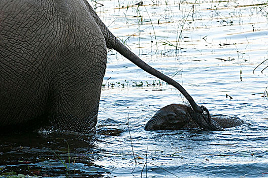 大象,非洲象,幼兽,走,水,露营,奥卡万戈三角洲,博茨瓦纳