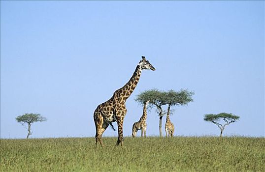 三个,长颈鹿,热带草原,肯尼亚
