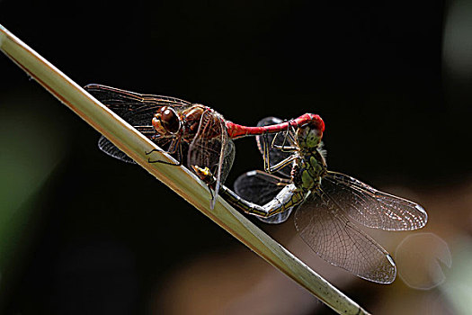 赤蜻属,上巴伐利亚,巴伐利亚,德国,欧洲