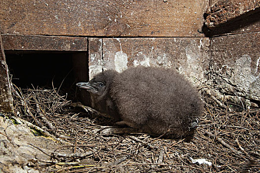 小蓝企鹅,幼禽,等待,父母,窝,盒子,菲利普岛,澳大利亚