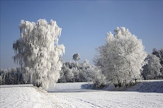 柳树,正面,树林,冬天,风景,巴登符腾堡,德国,欧洲
