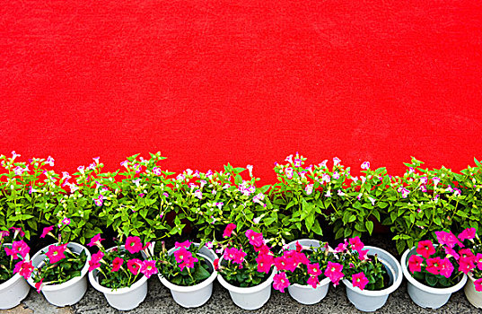 排,彩色,花,红地毯
