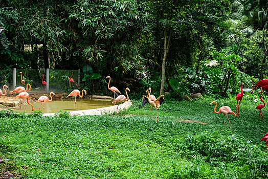 野生动物园里人工饲养的粉红色火烈鸟群